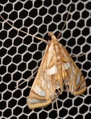 Margarosticha euprepialis