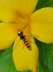 Ischiodon