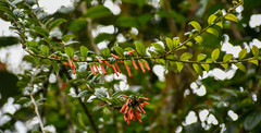 Macleania bullata