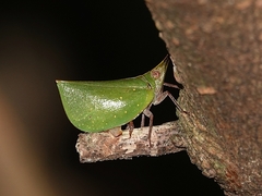 Tonga