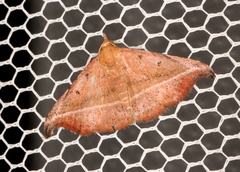 Corgatha ancistrodes