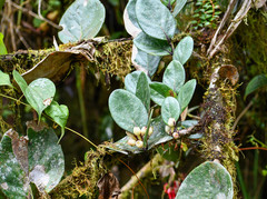 Macleania coccoloboides