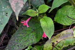 Fuchsia scabriuscula