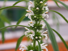 Leonurus sibiricus albiflorus