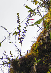 Columnea ovatifolia
