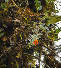Macleania bullata