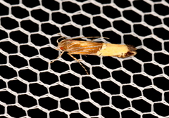 Labdia deliciosella