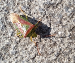 Acanthosoma spinicolle