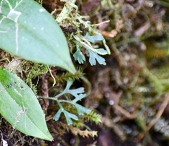 Elaphoglossum tripartitum