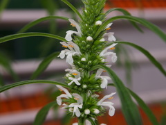 Leonurus sibiricus albiflorus