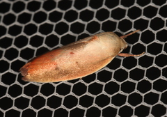 Ptyoptila matutinella