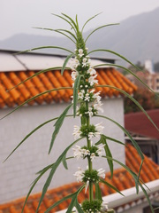 Leonurus sibiricus albiflorus