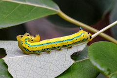 Macroglossum passalus