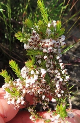 Erica rubiginosa