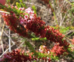 Erica rubiginosa