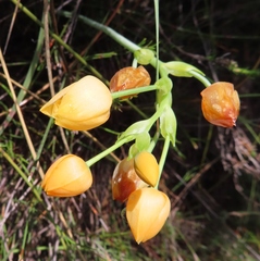 Ornithogalum dubium