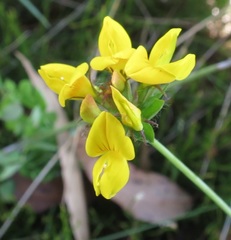Lotus uliginosus