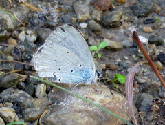 Celastrina argiolus