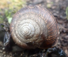 Helminthoglypta arrosa