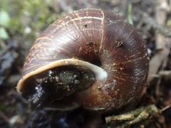 Helminthoglypta arrosa