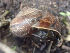 Helminthoglypta arrosa