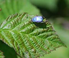 Hoplia coerulea