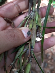 Scaphyglottis fasciculata