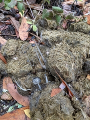 Panaeolus cyanescens