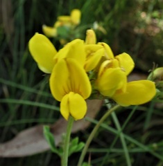 Lotus uliginosus