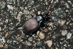 Sphaeroderus stenostomus lecontei