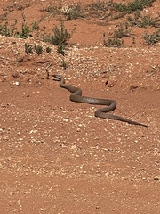 Pseudonaja aspidorhyncha