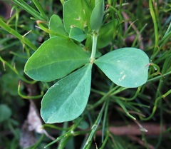 Lotus uliginosus