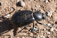 Stenomorpha convexicollis