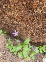 Lithotoma petraea