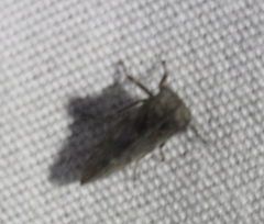 Microcentrus perditus