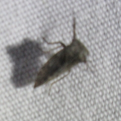 Microcentrus perditus