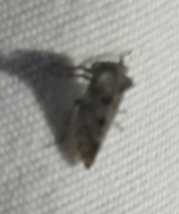 Microcentrus perditus