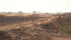 Haematopus palliatus