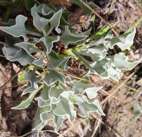 Image of Woolly Boneseed by (c) linkie, some rights reserved (CC BY)