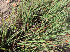 Elegia verreauxii