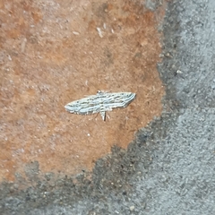 Parapoynx fluctuosalis