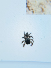 Habronattus hirsutus