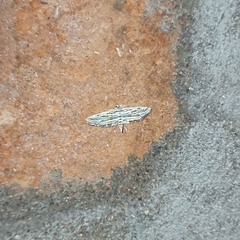 Parapoynx fluctuosalis