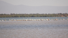 Pelecanus erythrorhynchos