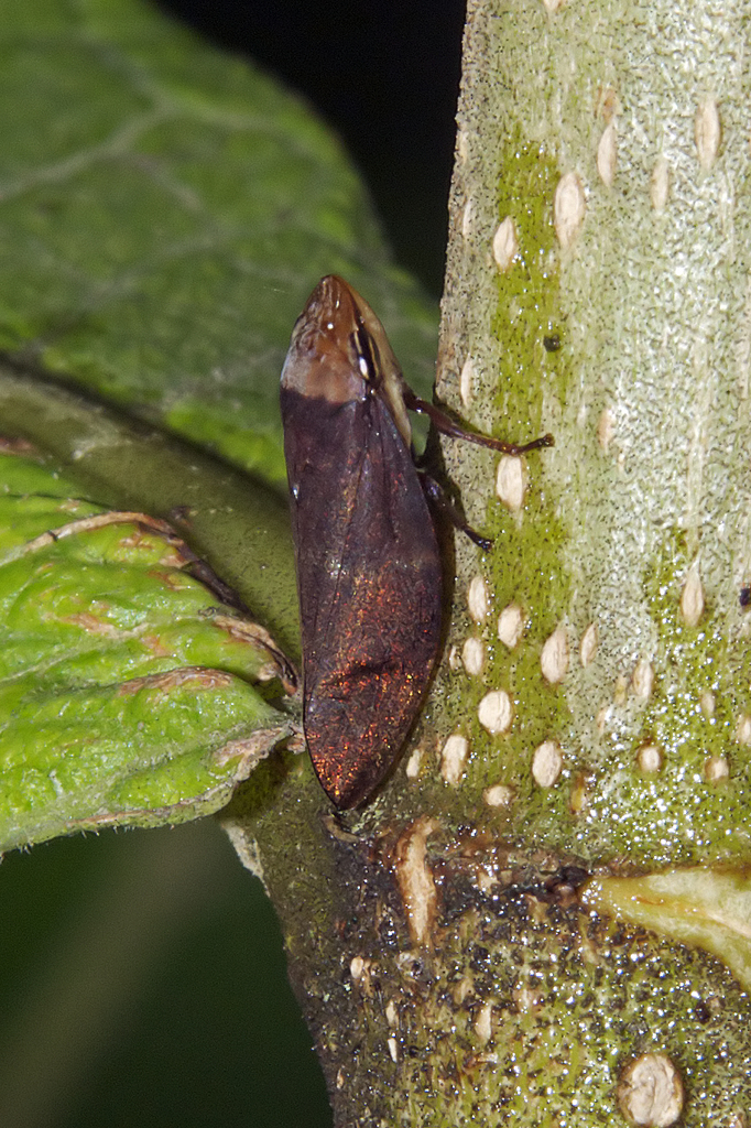 Ptyelinellus
