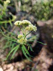 Cassinia aureonitens