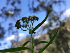 Cassinia aureonitens