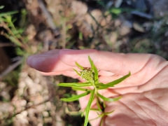 Cassinia aureonitens