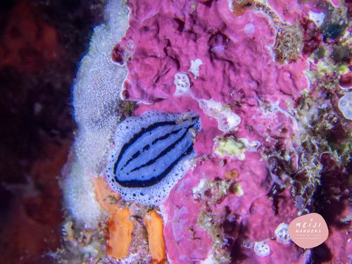 Striped Phyllidiopsis