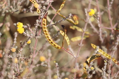 Acacia adoxa adoxa
